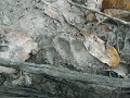 275 273 IMGP1907